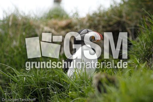 Papageitaucher (6 von 20).jpg